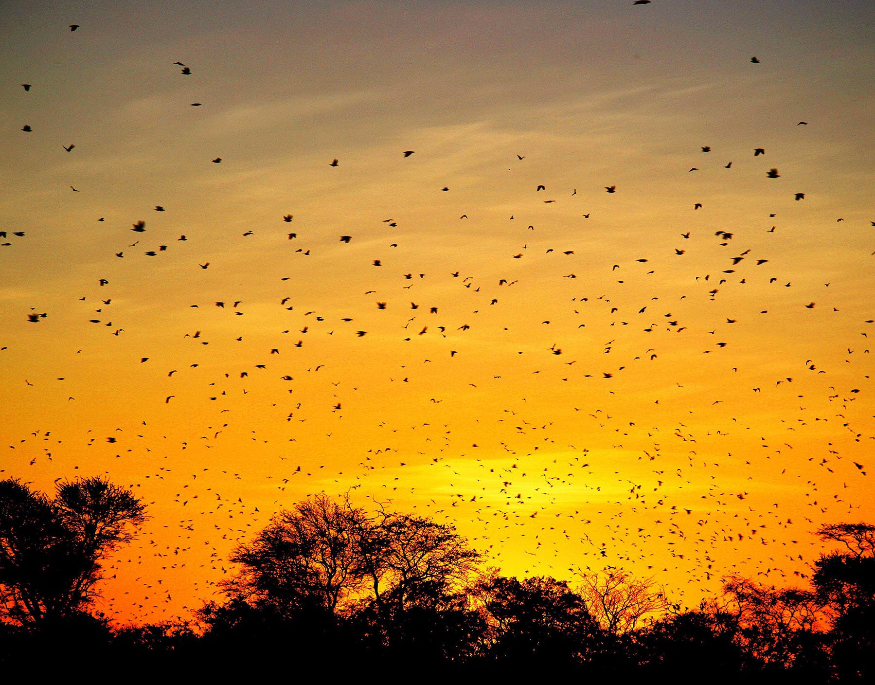 Bolivian Adventures - All kind of birds