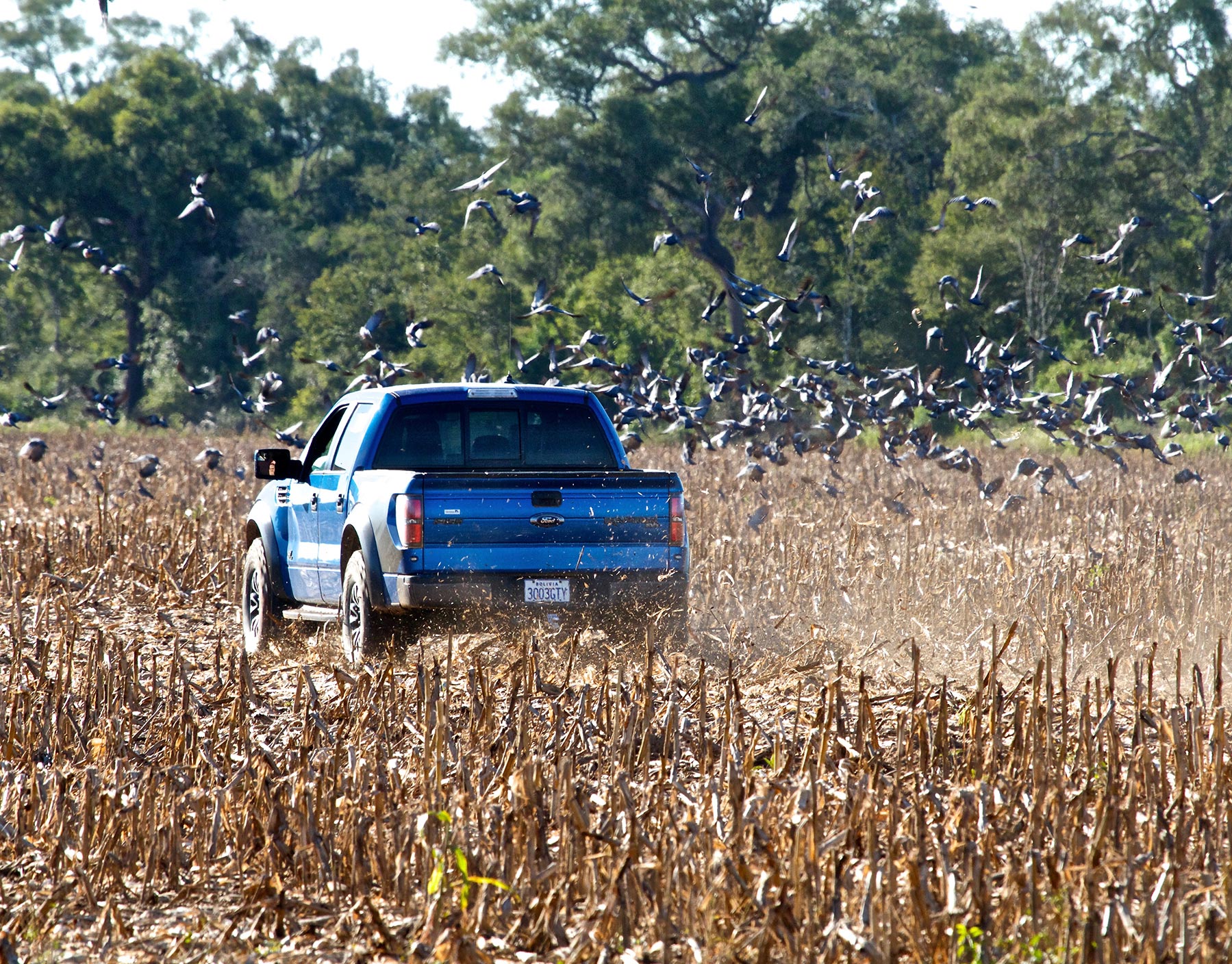 Bolivian Adventures - All kind of birds